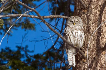 Tawny owl perched on a tree branch against a clear blue sky, captured in HD for a striking PC desktop wallpaper background.