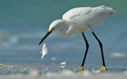 HD desktop wallpaper of a white egret catching a small fish along a shoreline, showcasing clear details of the bird and its natural habitat.