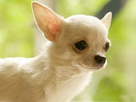 A close-up of a light-colored chihuahua with large ears, set against a blurred green background, showcasing its adorable features. This image serves as an HD desktop wallpaper.