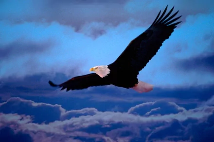A majestic bald eagle soars against a vibrant blue sky with clouds, captured in high definition for a stunning desktop wallpaper background.