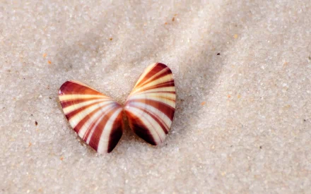 Close-up of a striped, butterfly-shaped sea shell on pale sand — nature-themed HD PC desktop wallpaper background