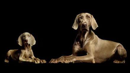 HD desktop wallpaper of two Weimaraner dogs lying against a black background, highlighting their sleek gray coats and attentive expressions.