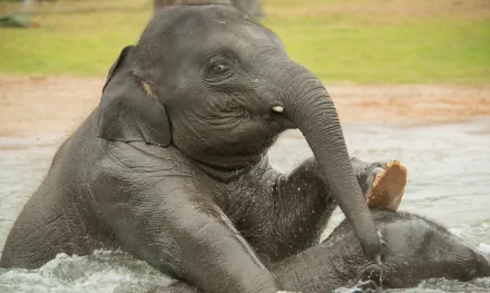 A playful baby Asian elephant swimming and splashing in the water, captured in a clear HD desktop wallpaper.