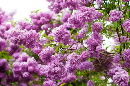 A vibrant display of lilac flowers, showcasing rich purple hues against lush greenery, serves as a captivating nature-themed HD desktop wallpaper and background.