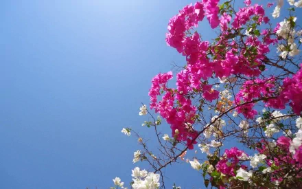A vibrant display of pink bougainvillea flowers against a clear blue sky, capturing the beauty of nature in this HD desktop wallpaper.