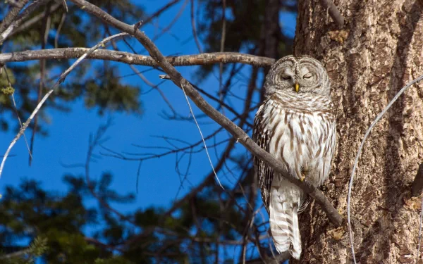 Tawny owl perched on a tree branch against a clear blue sky, captured in HD for a striking PC desktop wallpaper background.