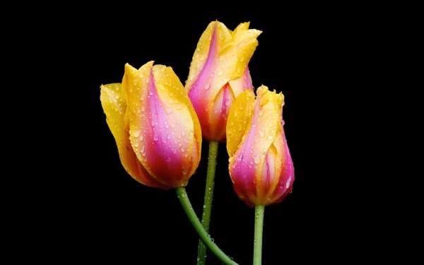 A striking HD wallpaper featuring vibrant tulips with pink and yellow petals, adorned with water droplets, set against a sleek black background, showcasing the beauty of nature.