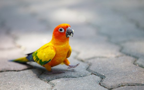 Animal Sun Parakeet Birds Parrots Sun Conure HD Wallpaper | Background Image