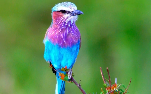  Lilac-breasted Roller (coracias caudatus)