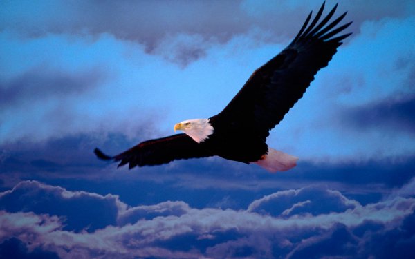 Animal Bald Eagle Birds Eagles Wallpaper