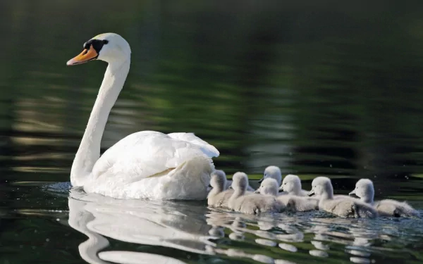 A mute swan glides on calm water with a line of fluffy cygnets following closely, captured in a high-definition desktop wallpaper.