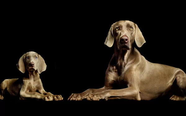 HD desktop wallpaper of two Weimaraner dogs lying against a black background, highlighting their sleek gray coats and attentive expressions.