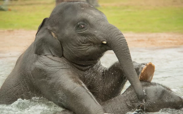 baby animal swimming water Animal Asian Elephant HD Desktop Wallpaper | Background Image