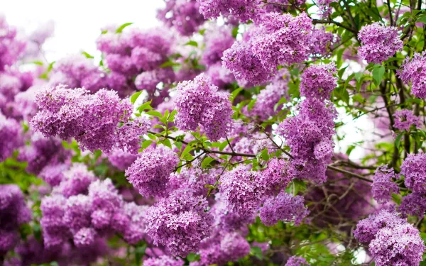 A vibrant display of lilac flowers, showcasing rich purple hues against lush greenery, serves as a captivating nature-themed HD desktop wallpaper and background.