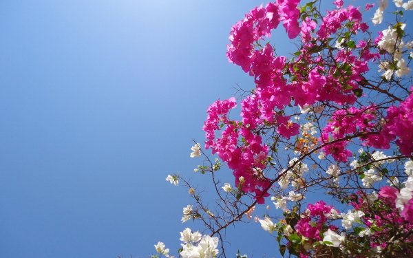 10+ Bougainvillea HD Wallpapers | Background Images