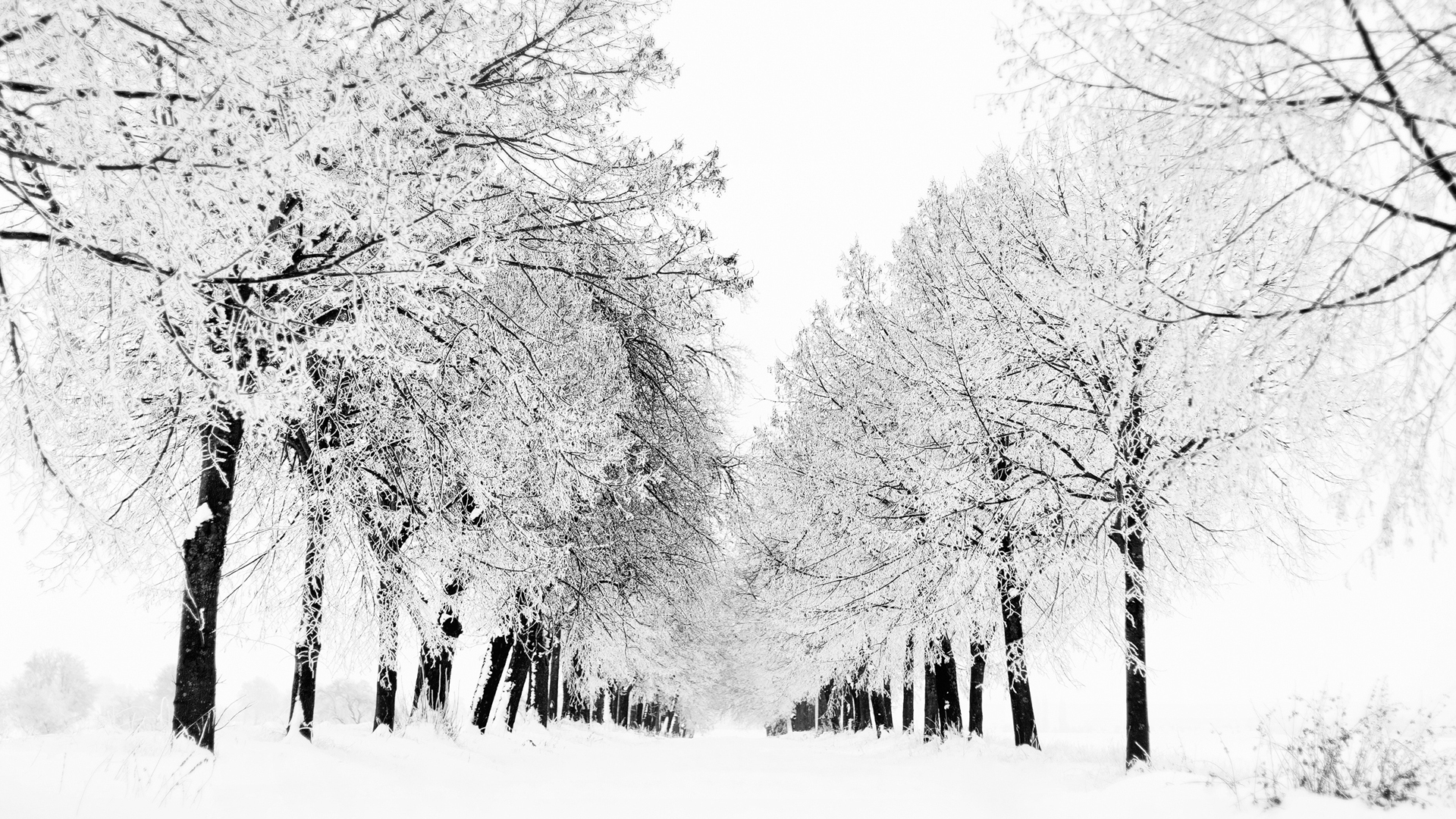 twitter backgrounds black and white nature
