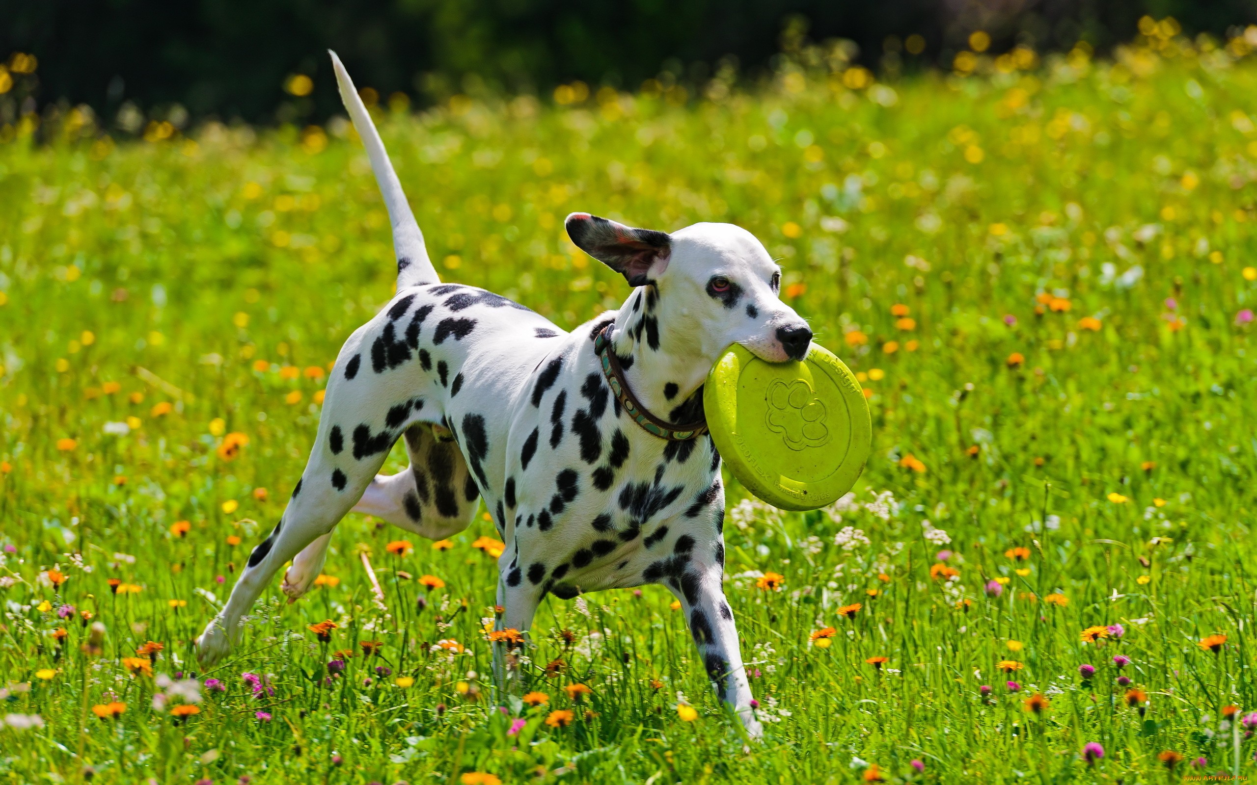 Animal Dalmatian HD Wallpaper | Background Image