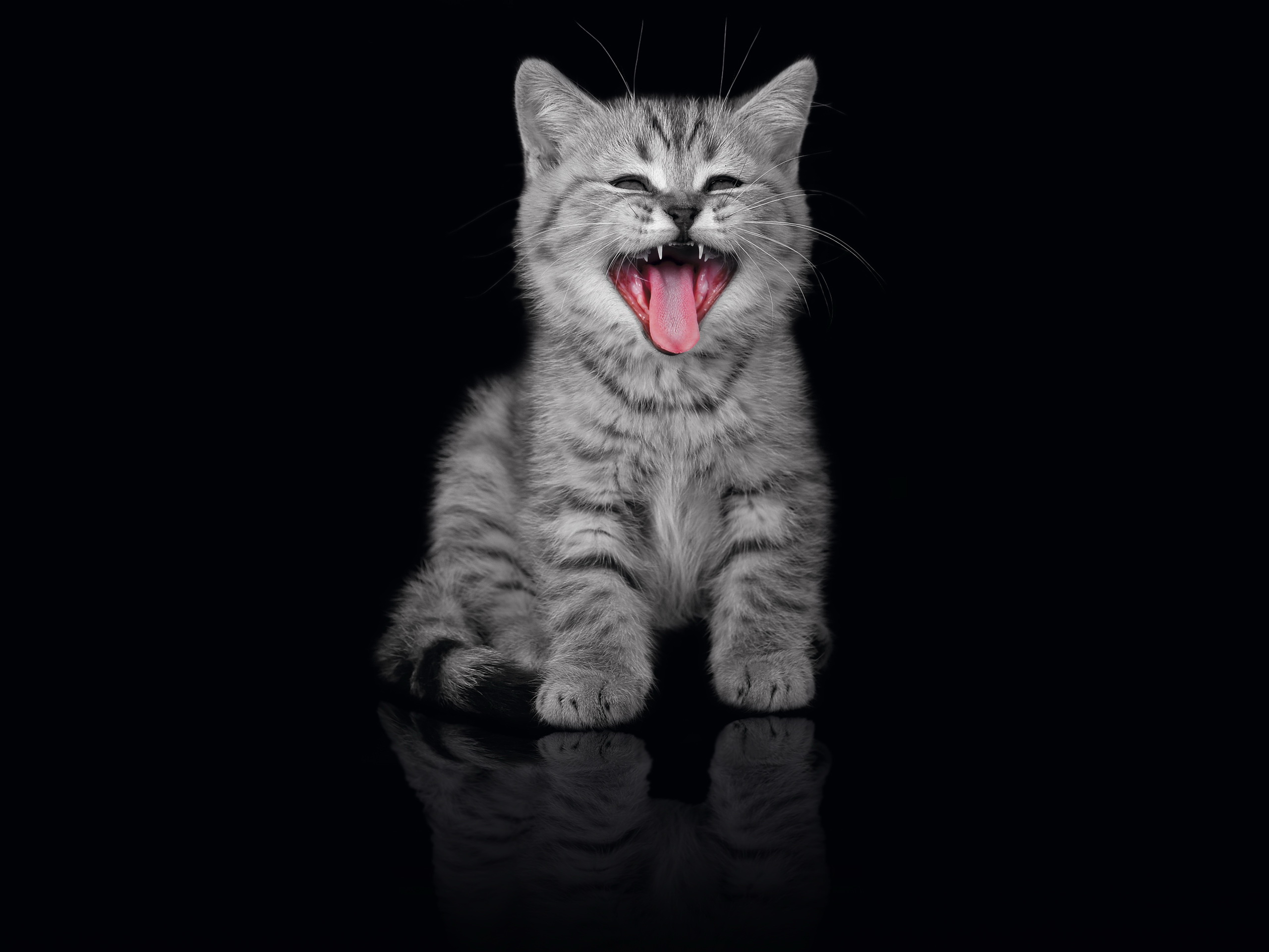 Cat HD Wallpaper | Background Image | 2560x1920 | ID:347971 - Wallpaper Abyss