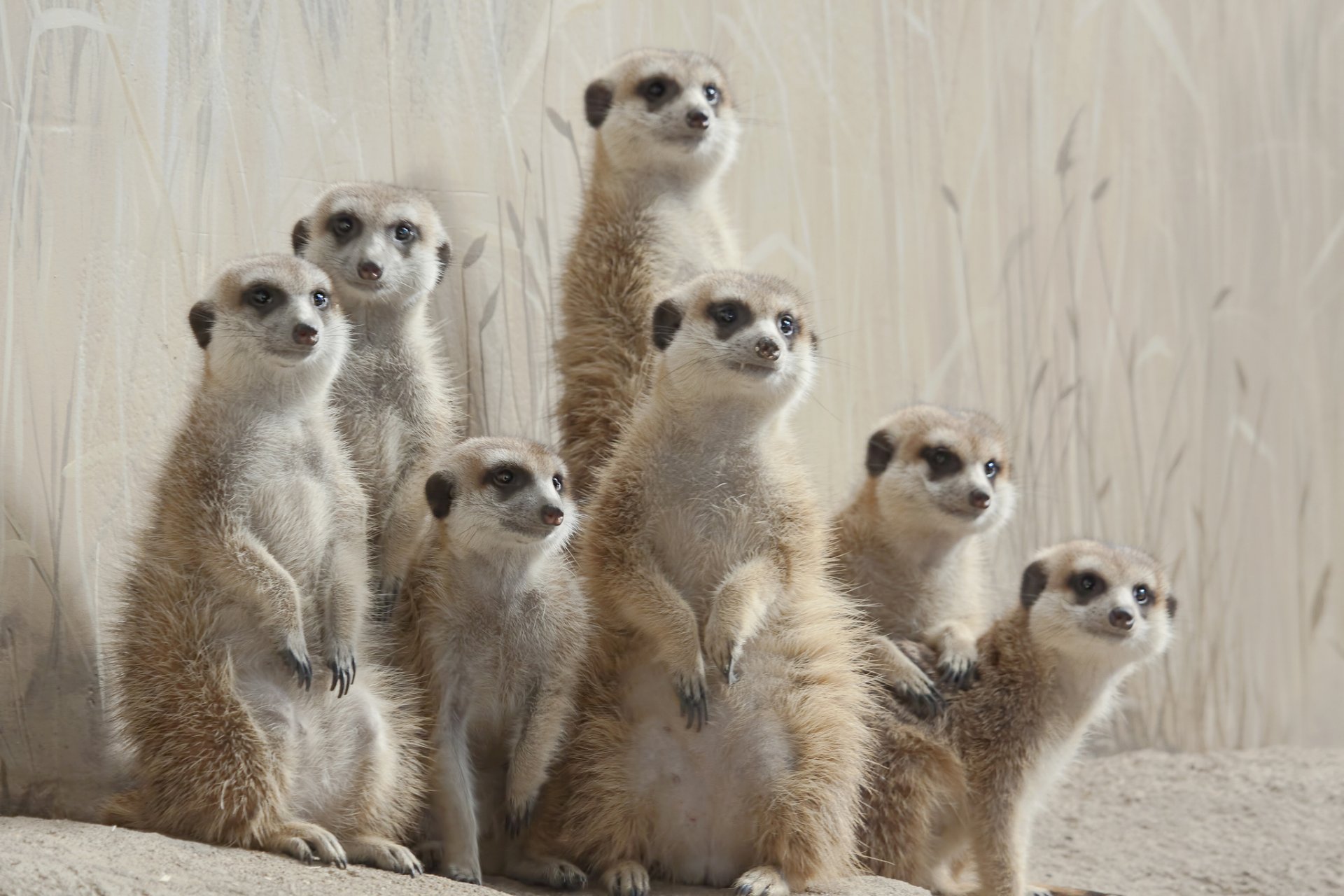 HD PC desktop wallpaper showing a group of meerkats (animal) standing alert on their hind legs against a pale, textured background.