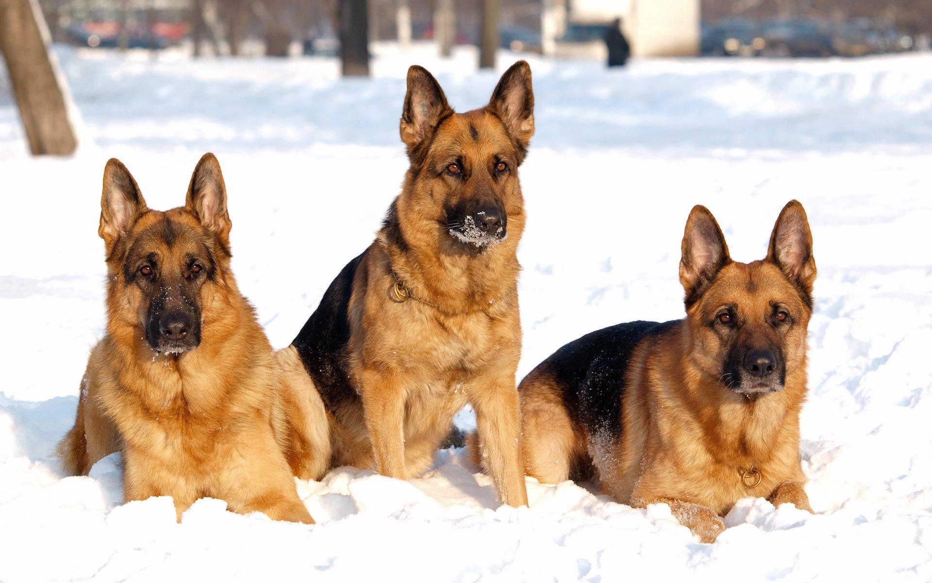 Winter Wonderland: German Shepherds in Snow - 4K Ultra HD Wallpaper