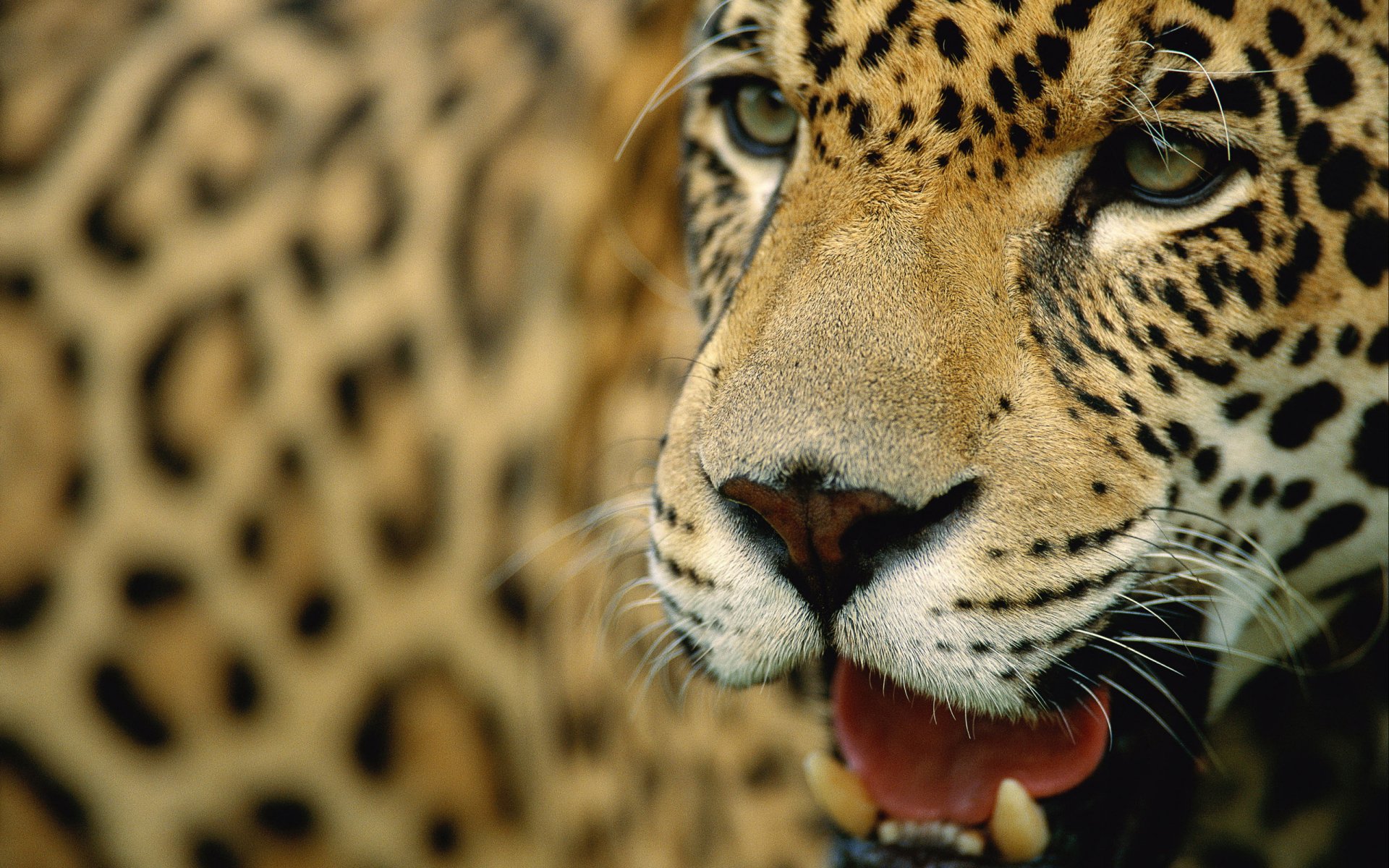 Animal Leopard HD Wallpaper