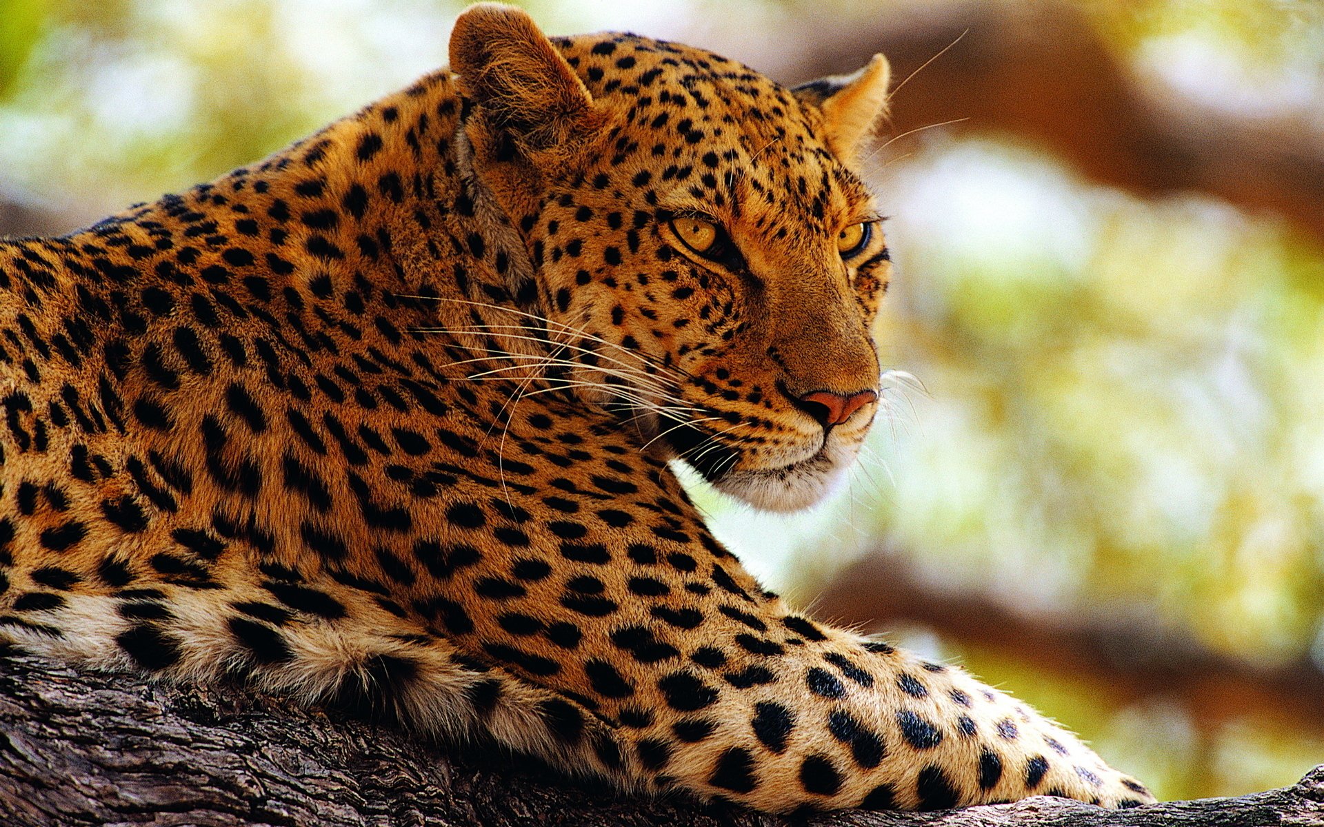 Download Animal Leopard HD Wallpaper