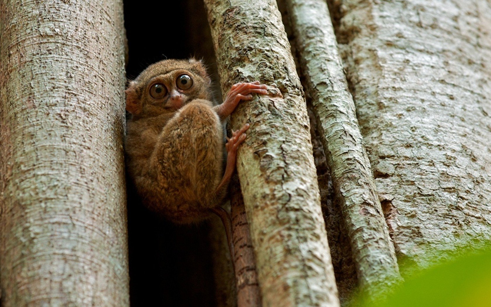 HD desktop wallpaper featuring a close-up of a small tarsier clutching a tree trunk, showcasing its large eyes and detailed fur against a natural bark background.