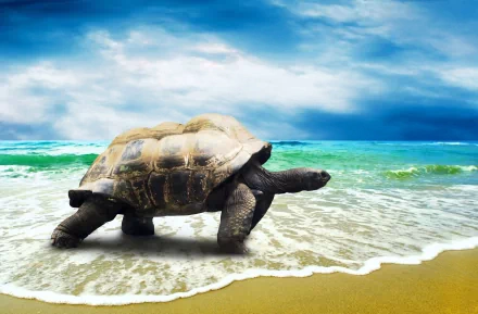A tortoise walks along a sandy beach, waves gently lapping at its feet under a dramatic sky, creating a serene and captivating HD desktop wallpaper.