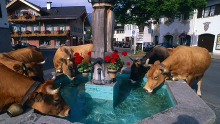 Four cows gather around a fountain adorned with flowers in a picturesque village setting, creating a serene and vibrant scene for an HD desktop wallpaper and background.