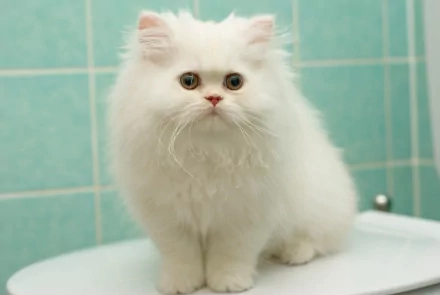 A fluffy Persian kitten with striking blue eyes sits on a surface against a teal tiled background, showcasing its adorable and vibrant personality.