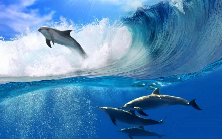 HD desktop wallpaper featuring a vibrant ocean scene with a Bottlenose Dolphin leaping from a wave and other dolphins swimming below the surface. Clear blue sky and sunlight enhance the background.