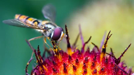 Animal fly HD Desktop Wallpaper | Background Image