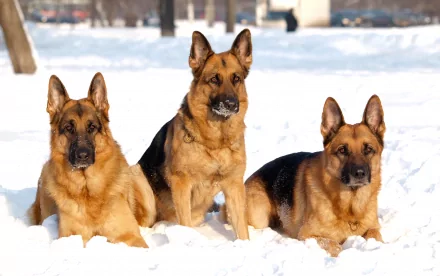 Three German Shepherd dogs sit in a snowy landscape during winter. This HD desktop wallpaper captures the dogs against a crisp, white snow backdrop.