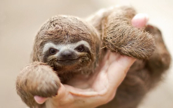 HD PC desktop wallpaper featuring a close-up of a smiling sloth with soft fur and gentle eyes, highlighting the animal's calm and endearing nature.