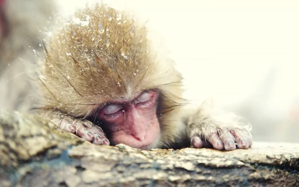 Close-up of a Japanese macaque, or snow monkey, resting with eyes closed, captured in high detail as an HD PC desktop wallpaper and background.