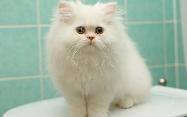 Animal Cat Cats Fluffy Kitten Persian Cat HD Wallpaper | Background Image