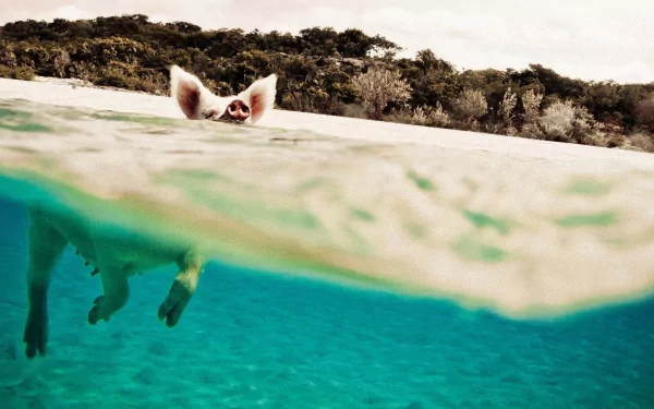 A playful pig swims just above the water's surface, with lush greenery in the background. This vibrant HD wallpaper captures the charm of animals in water.