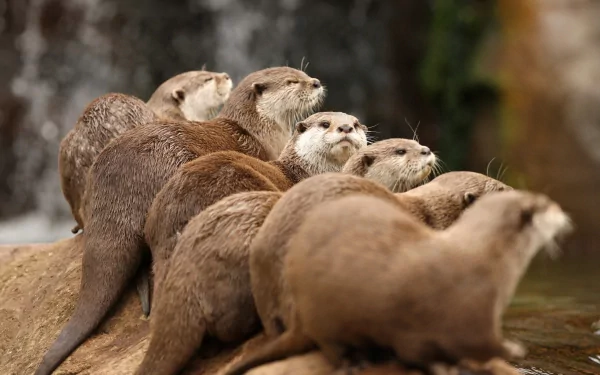 Animal otter HD Desktop Wallpaper | Background Image