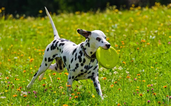 HD desktop wallpaper featuring a Dalmatian dog carrying a yellow frisbee while running through a sunlit flower-filled green field.