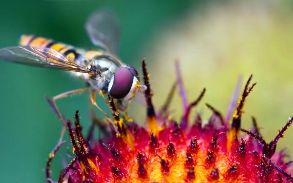 Animal fly HD Desktop Wallpaper | Background Image