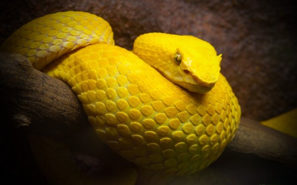 Animal Viper Reptiles Snakes Snake Eyelash Viper HD Wallpaper | Background Image
