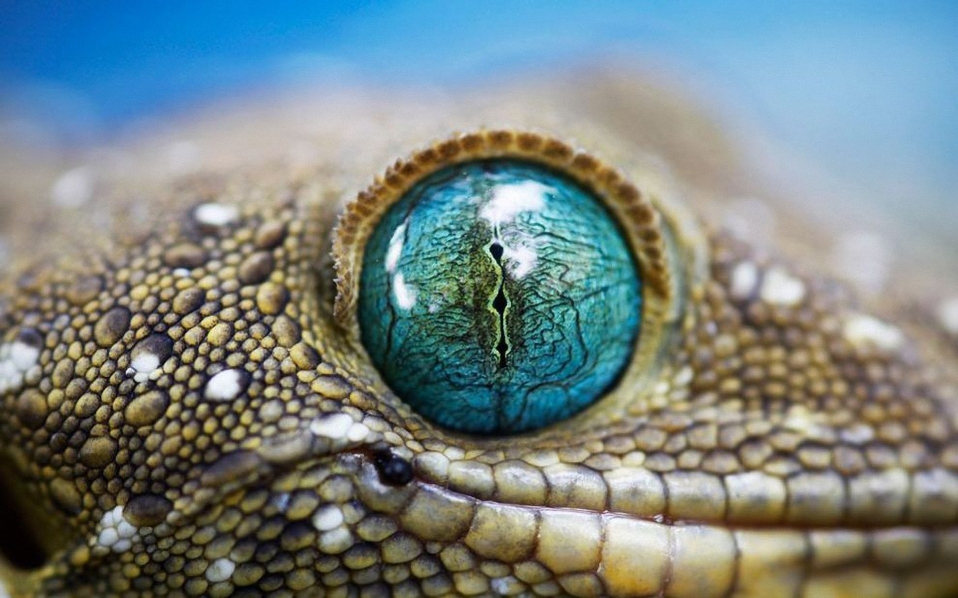 Animal Eye Close Up