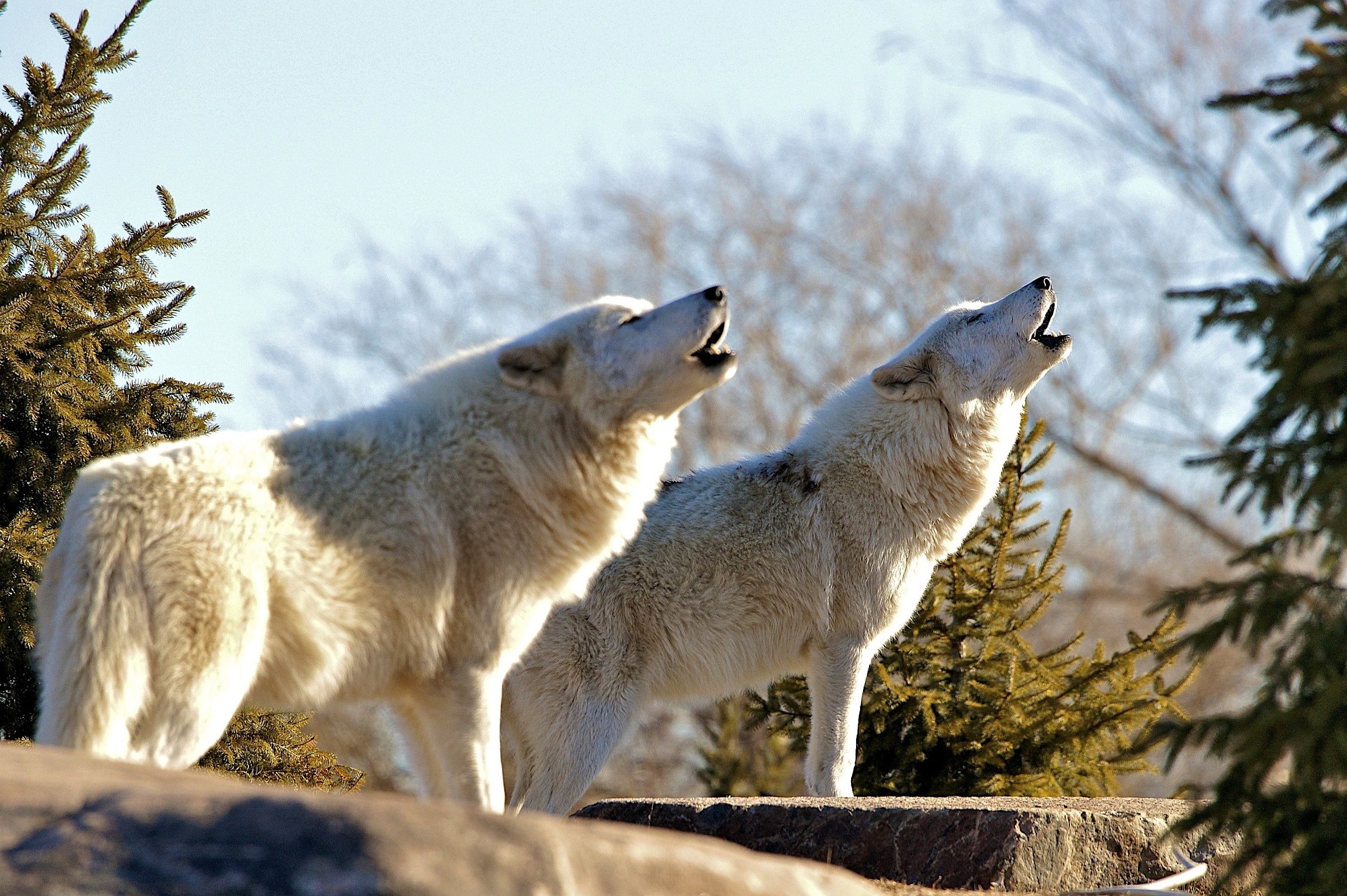 Majestic Wolves Howling - HD Wallpaper