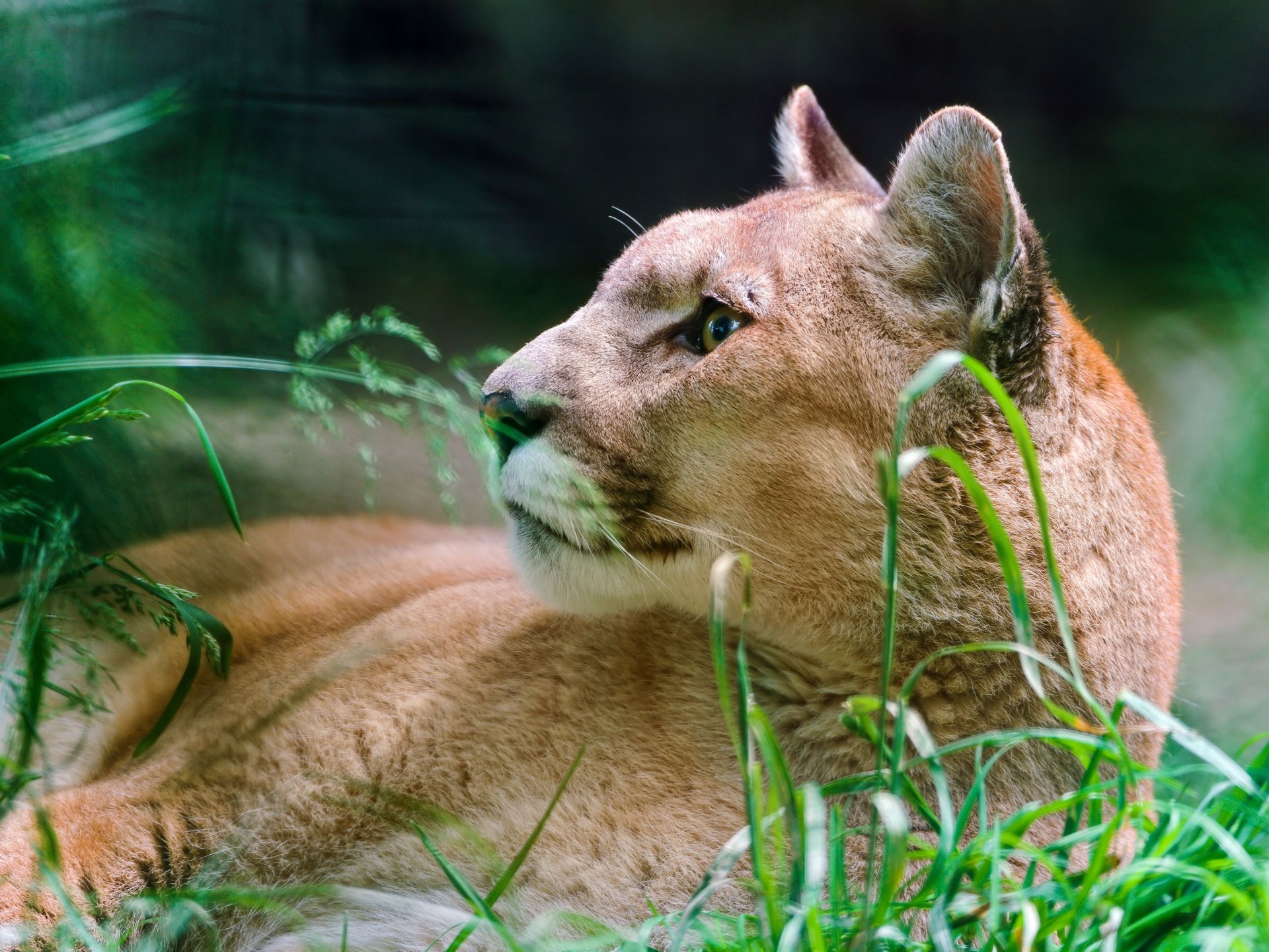 HD desktop wallpaper featuring a close-up of a cougar resting amidst green foliage, showcasing the animal's sleek fur and intense gaze.