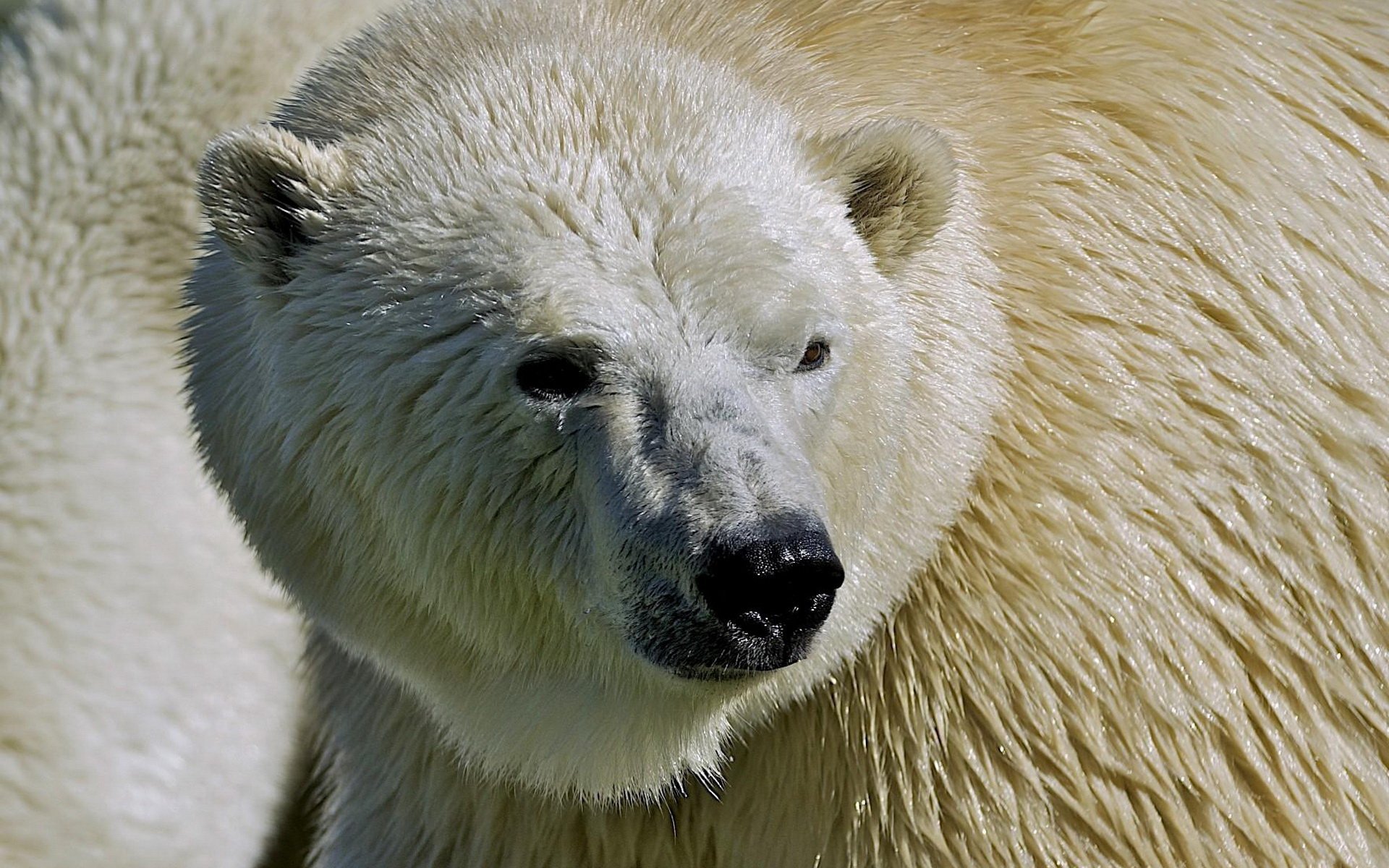 Animal Polar Bear HD Wallpaper