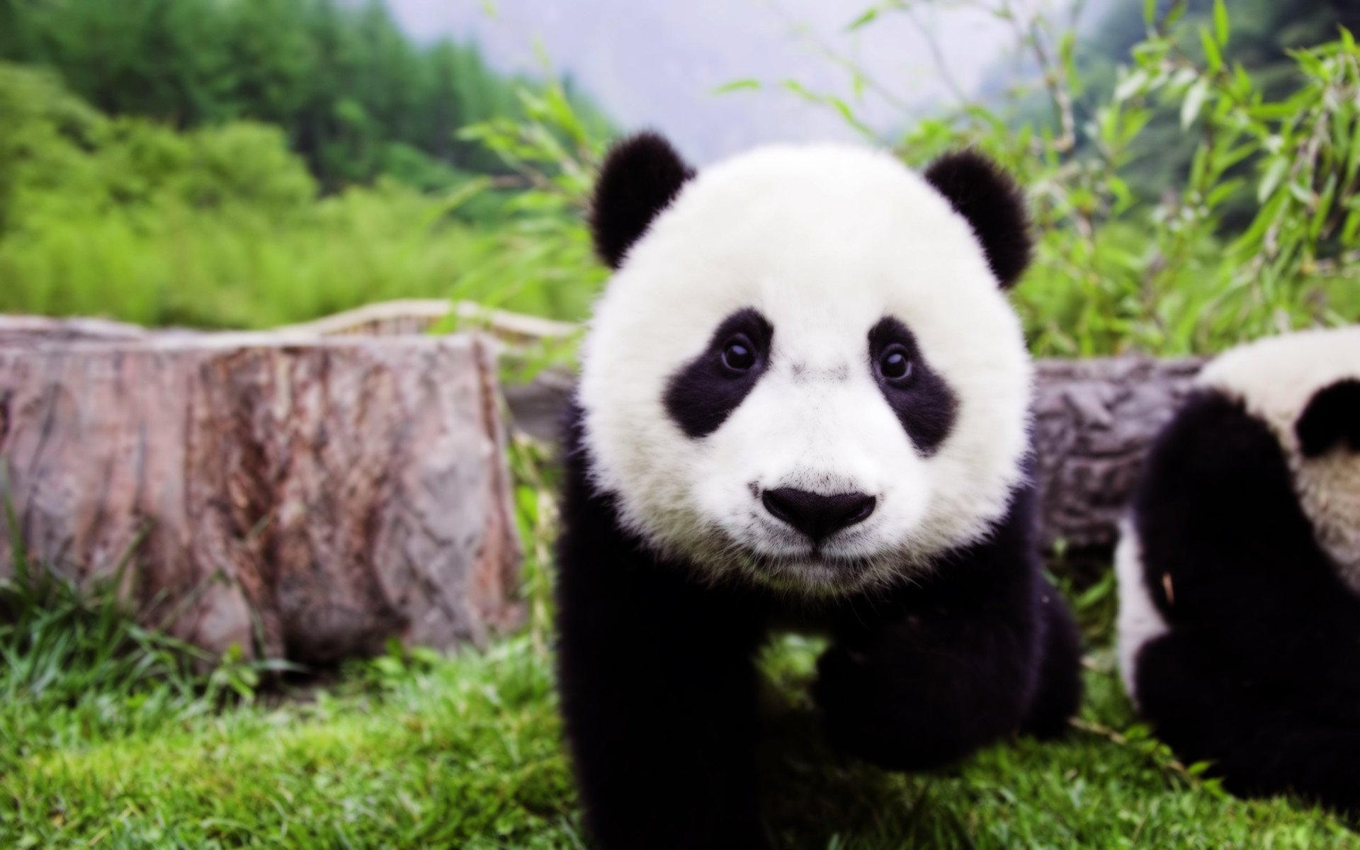 Panda S Playing Hide And Seek Hd Wallpaper Background Image 19x10 Id Wallpaper Abyss