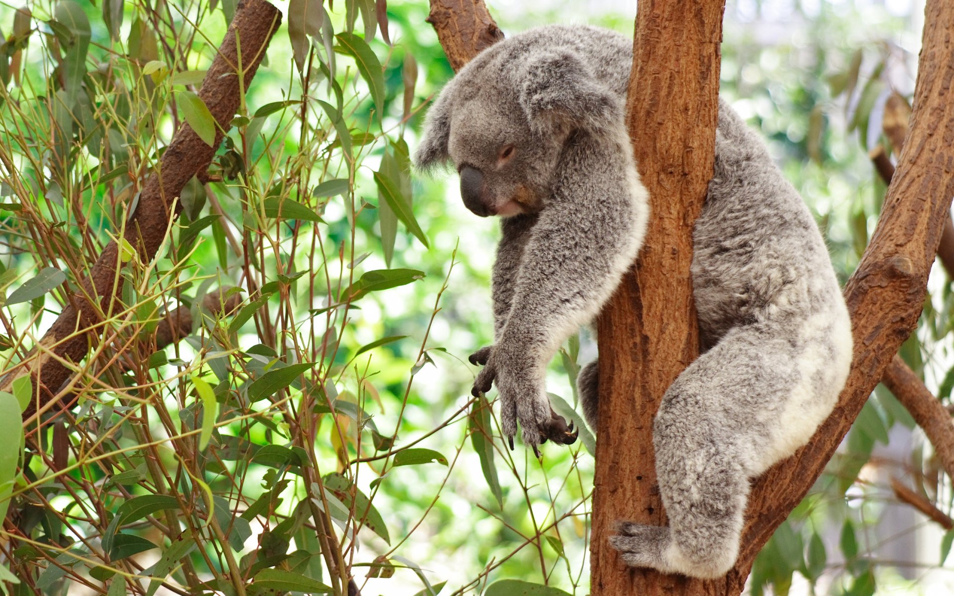 Koala HD Wallpaper Hintergrund 2560x1600 ID348712 Wallpaper Abyss