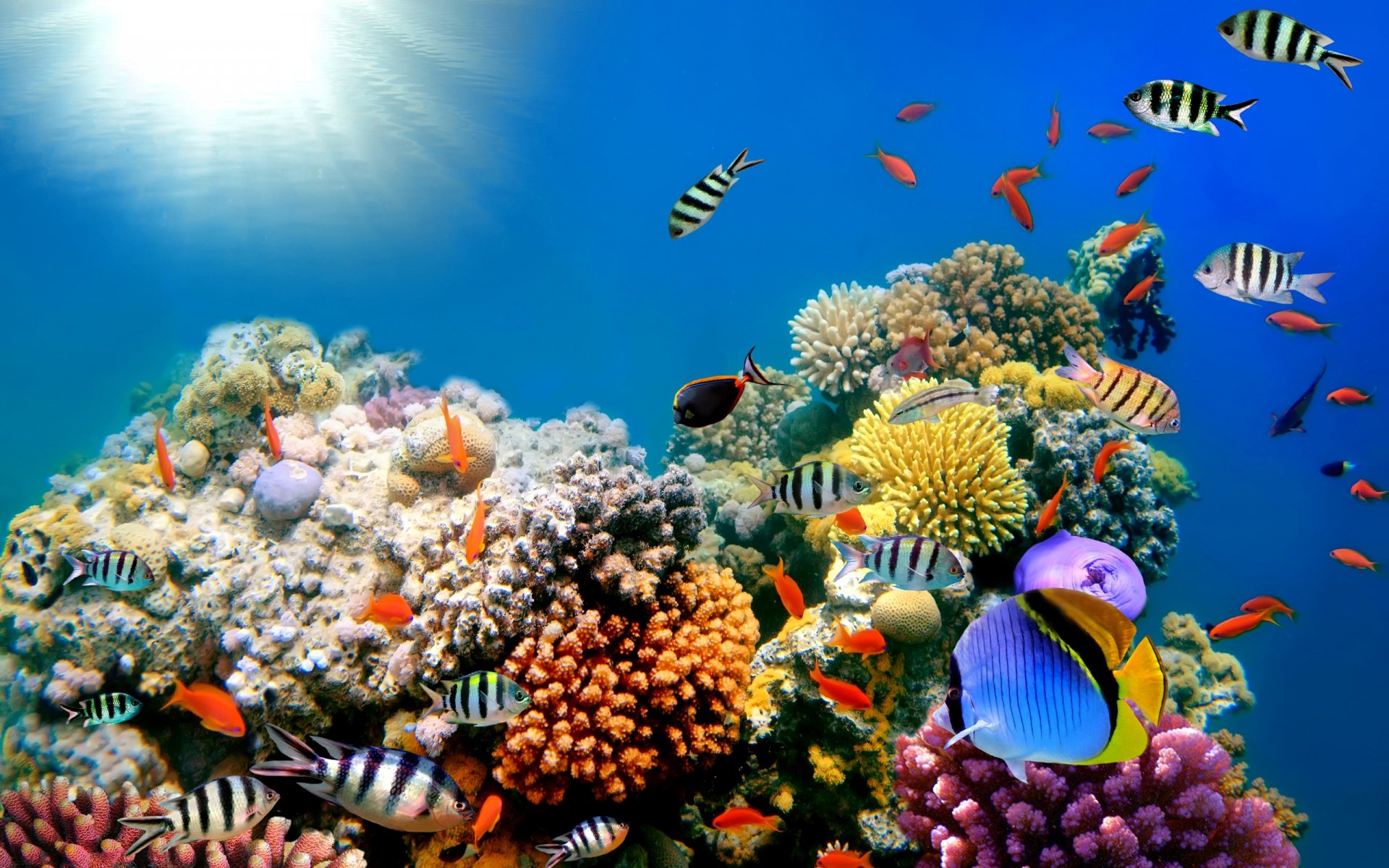 HD PC desktop wallpaper showing colorful fish swimming around vibrant coral reefs under bright sunlight in clear blue ocean water.