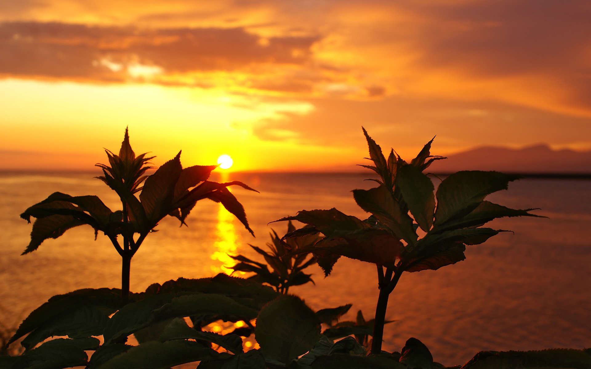 Download Nature Sunset HD Wallpaper | 1920x1200 | Wallpaper Abyss