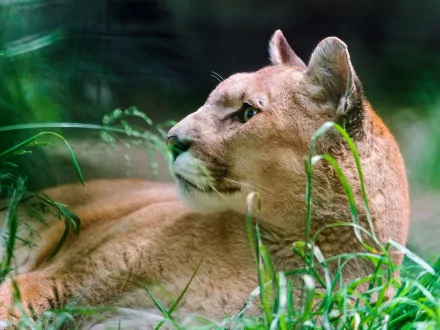 HD desktop wallpaper featuring a close-up of a cougar resting amidst green foliage, showcasing the animal's sleek fur and intense gaze.